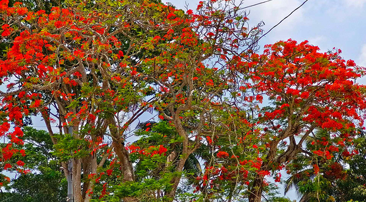 তীব্র গরমে চোখ জুড়াচ্ছে কৃষ্ণচূড়া