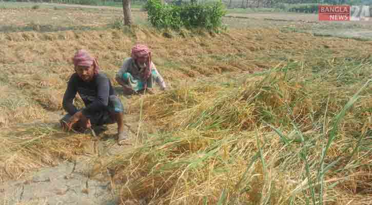 চুয়াডাঙ্গায় ঝড়বৃষ্টির শঙ্কায় ধান কাটার তোড়জোড়