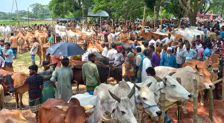 চাঁদপুরের পশুরহাটে ক্রেতার চেয়ে ব্যাপারী বেশি