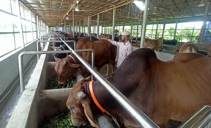 রাসেলের খামারে কোরবানি ঈদের জন্য প্রস্তুত ২৫ গরু