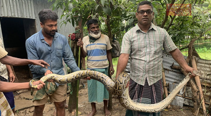 ২০ কেজি ওজনের ‘নির্বিষ’ অজগর উদ্ধার