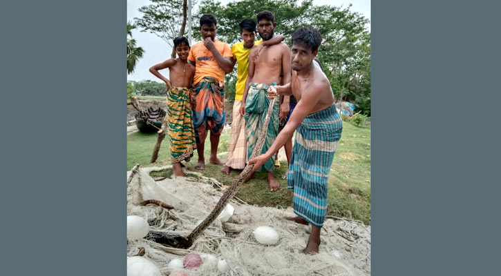 পাথরঘাটায় খালের পাড় থেকে অজগর উদ্ধার