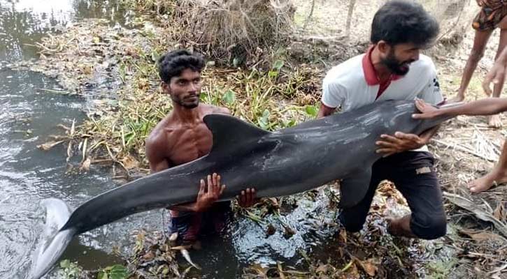 কলাপাড়ায় ডোবায় ভেসে এলো ডলফিন