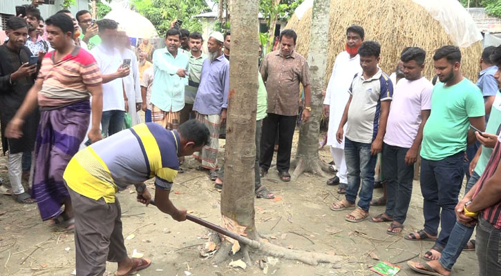 কেটে ফেলা হলো সেই ‘কথা বলা গাছ’