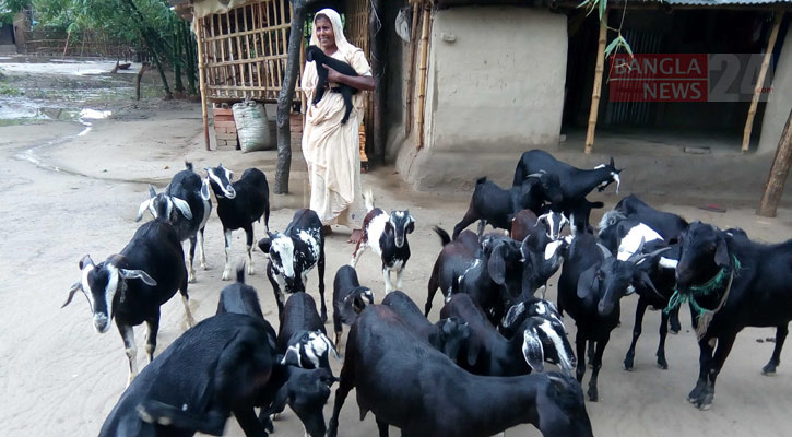 ভেড়া-ছাগল পালনে ঋণ মিলবে ৪ শতাংশ সুদে