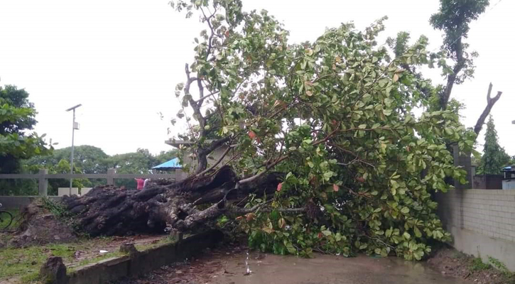 উপড়ে পড়ল মধুসূদনের স্মৃতিবিজড়িত কাঠবাদাম গাছ