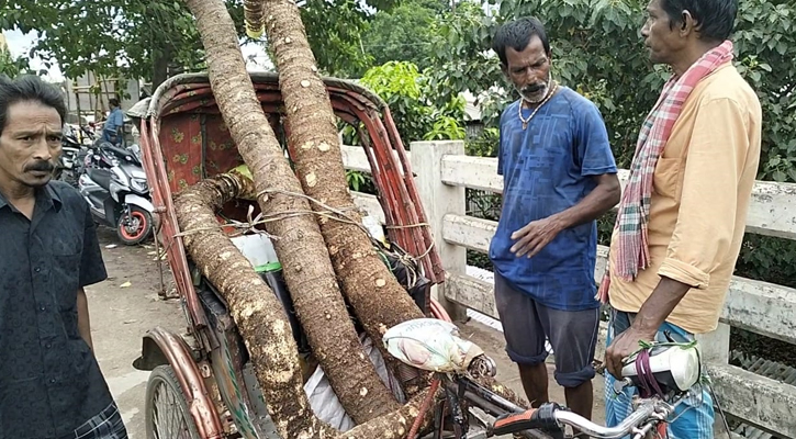 ৫ ফুটের মানকচু দেখতে জনতার ভিড়  