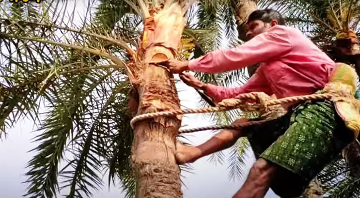 শীতের আগমনী বার্তায় খেজুরের রসের খোঁজে ব্যস্ত ‘শিউলি’রা