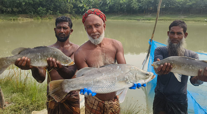 কৃত্রিম খাদ্যে পুকুরে কোরাল চাষে সফল পটুয়াখালীর আনোয়ার