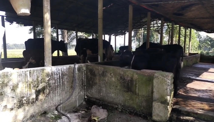 ফেনীতে খামার কর্মচারীকে কুপিয়ে হত্যা করে গরু লুট