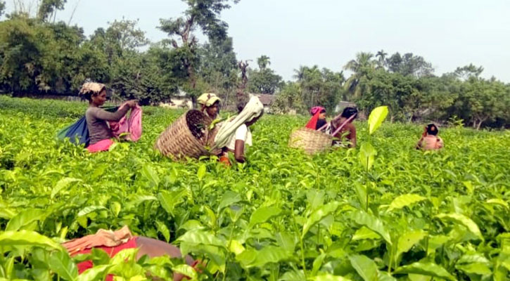 ৪০ দিন পর উৎপাদনে ফিরল এনটিসির চা শ্রমিকরা