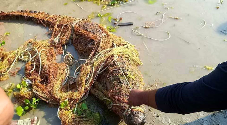 পদ্মায় জেলের জালে আটকা পড়ল কুমির