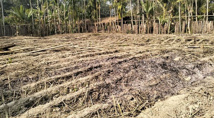 রাতের আঁধারে পুড়িয়ে দেওয়া হলো মেম্বারের পানের বরজ 