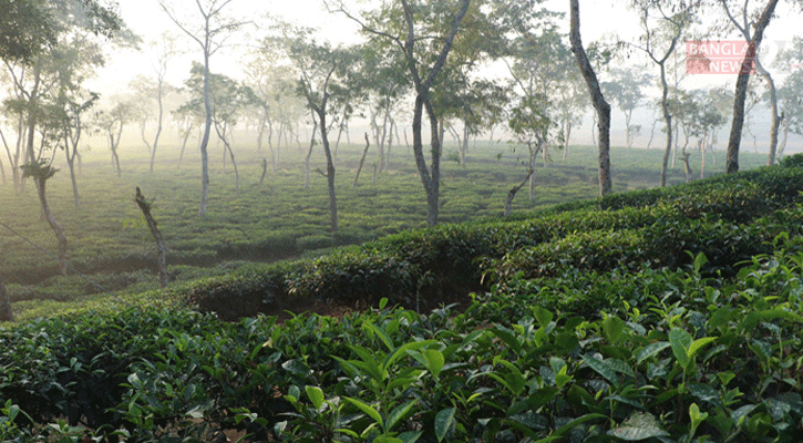 দেশের সর্বনিম্ন তাপমাত্রা শ্রীমঙ্গলে 