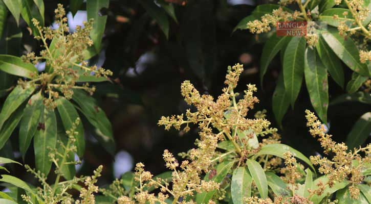 বাড়ির আমগাছে একটু পরিচর্যায় মিলবে যে সাফল্য